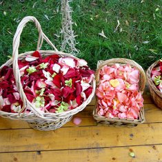 Лепестки роз