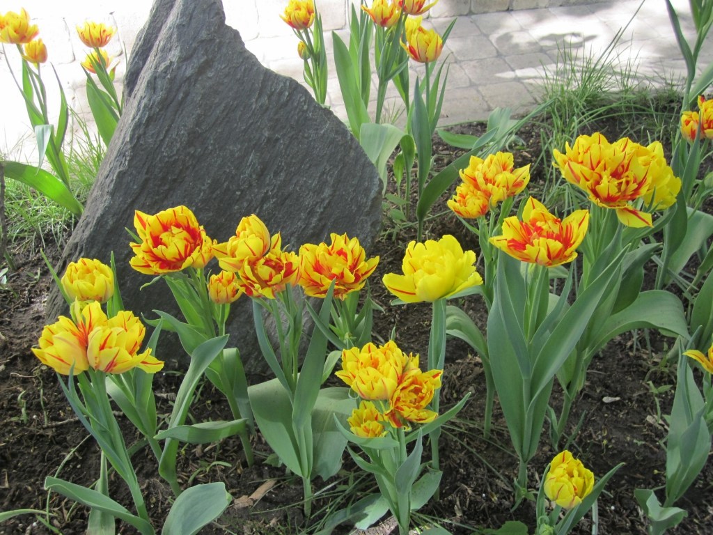 салон Тюльпан